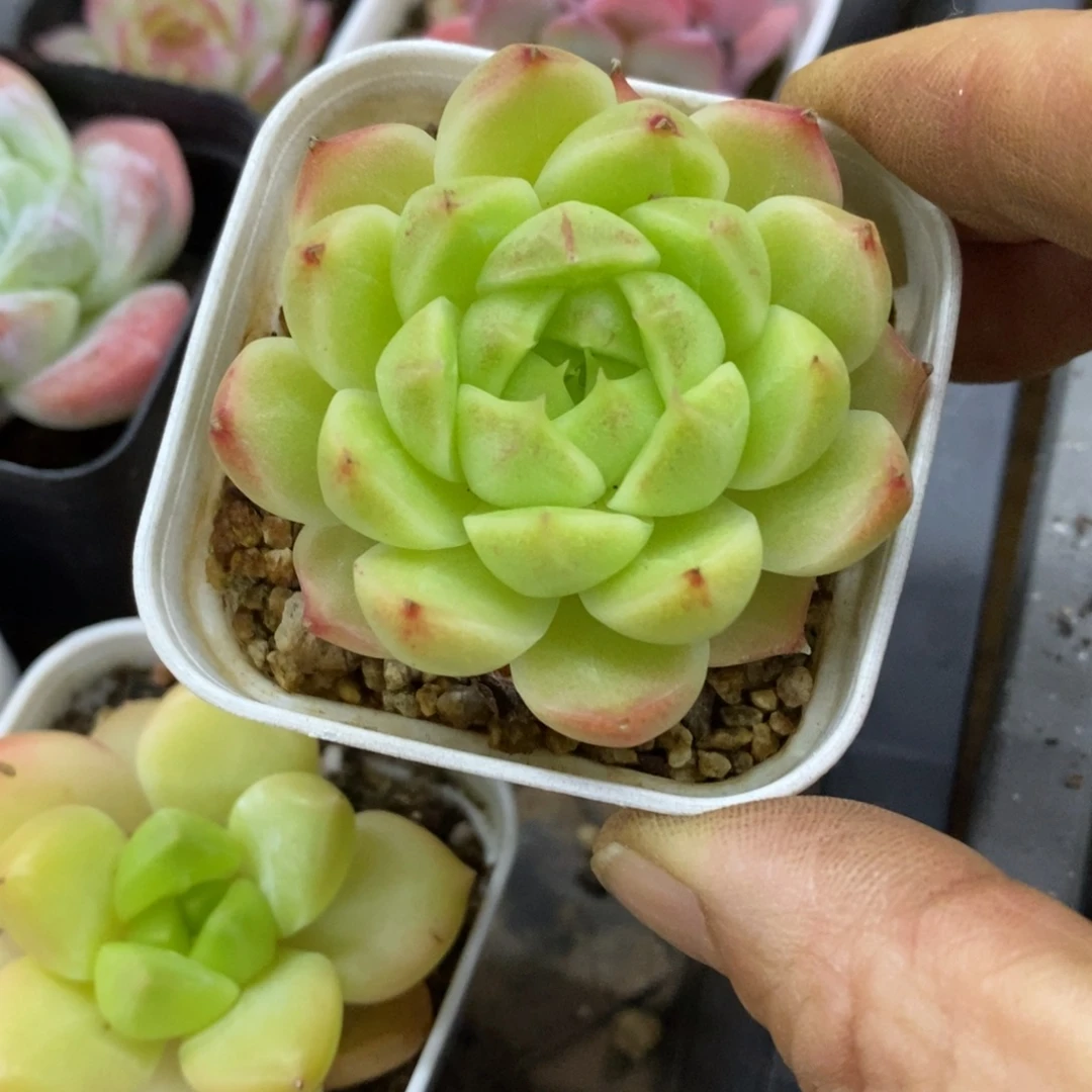 精品多肉一物一拍不包整6