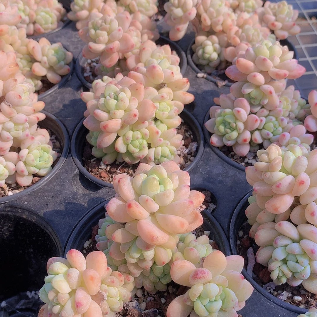 两颗罗琦234567889999000