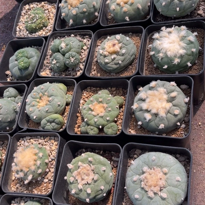 无花朵实生皮实好养好活