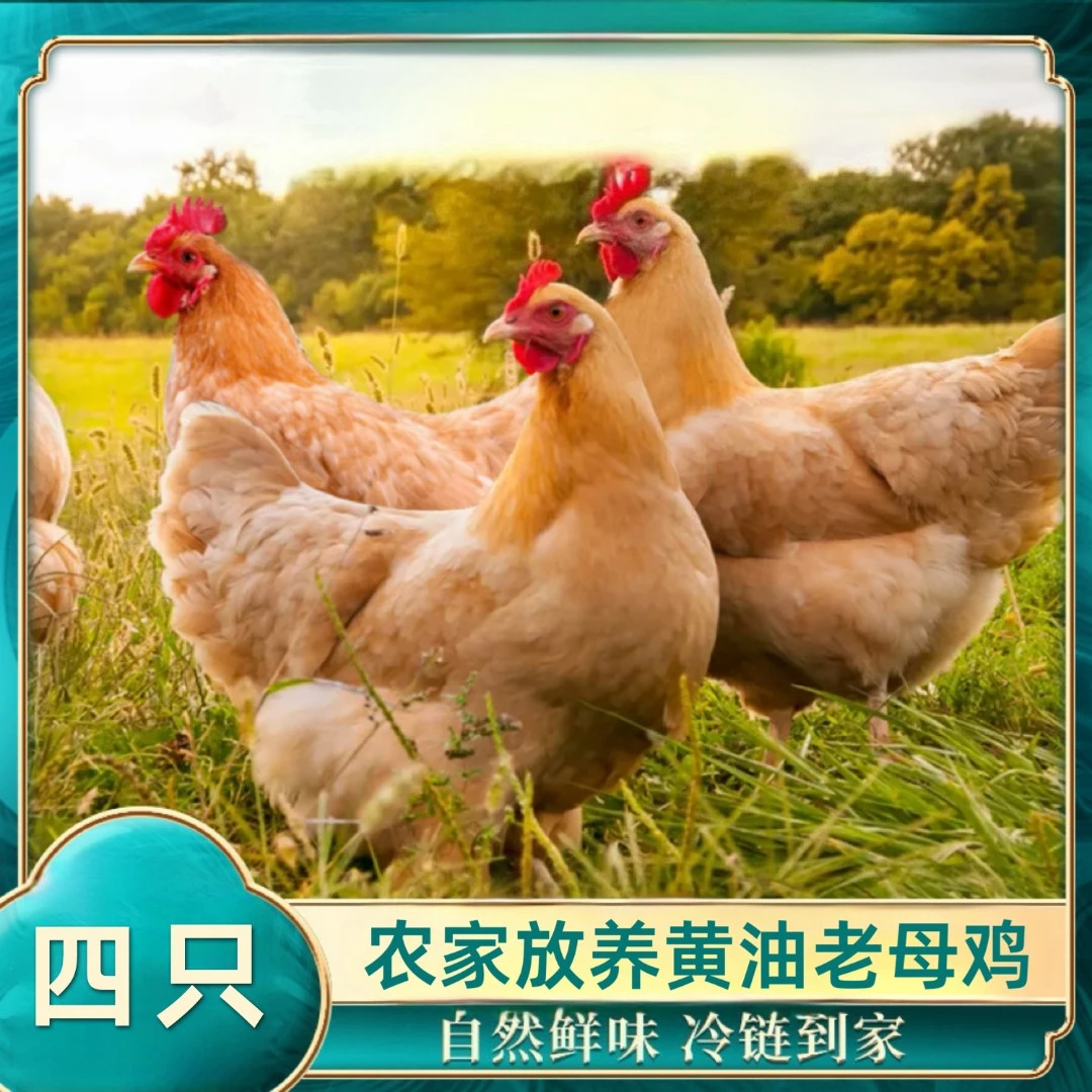 农家放养黄油老母鸡 4只净重10斤