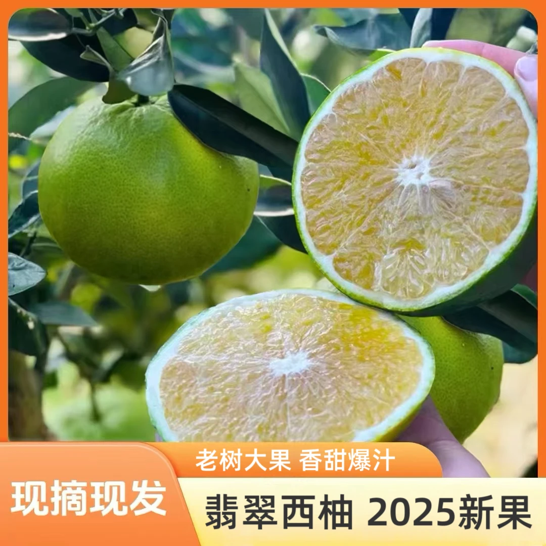 福建翡翠爆汁西柚青皮柚新鲜柚子黄肉当季孕妇水果整箱现摘现发