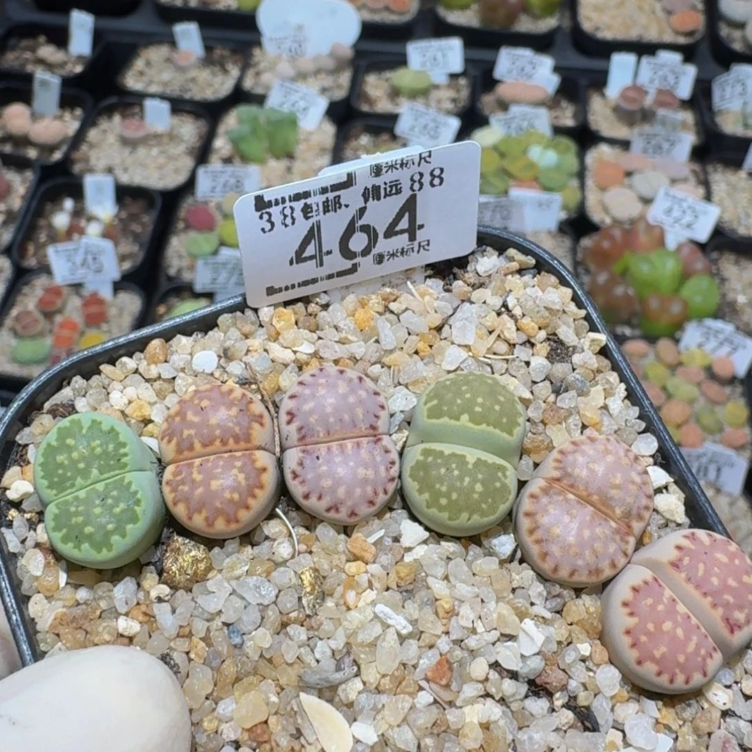 zzzzz生石花肉锥464