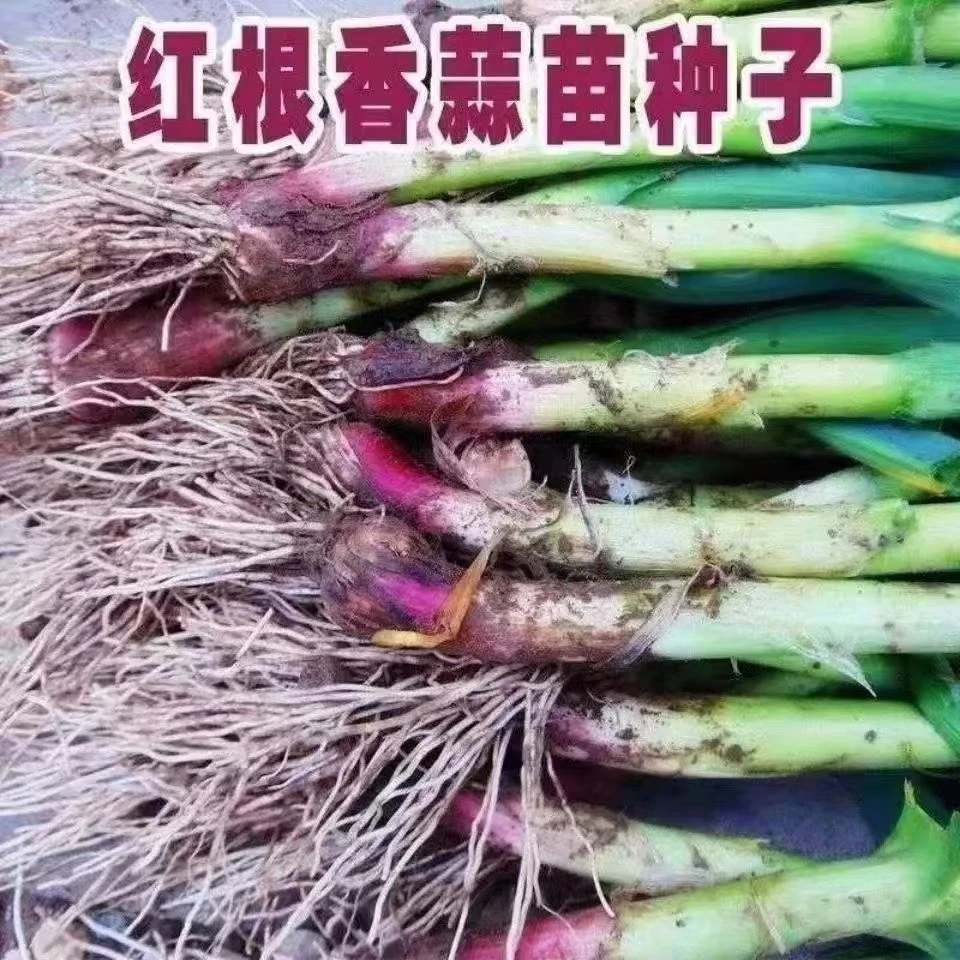 秋播大蒜苗种子红根香蒜硬叶蒜苗种子连续均可种越冬四季蔬菜种子