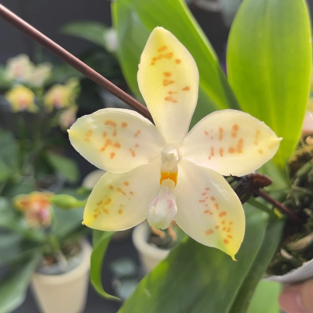 完全开放2.5寸21dp开花株