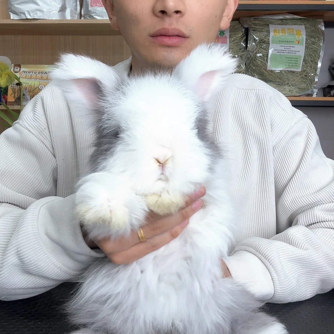 安哥拉道奇 妹妹 特惠5号