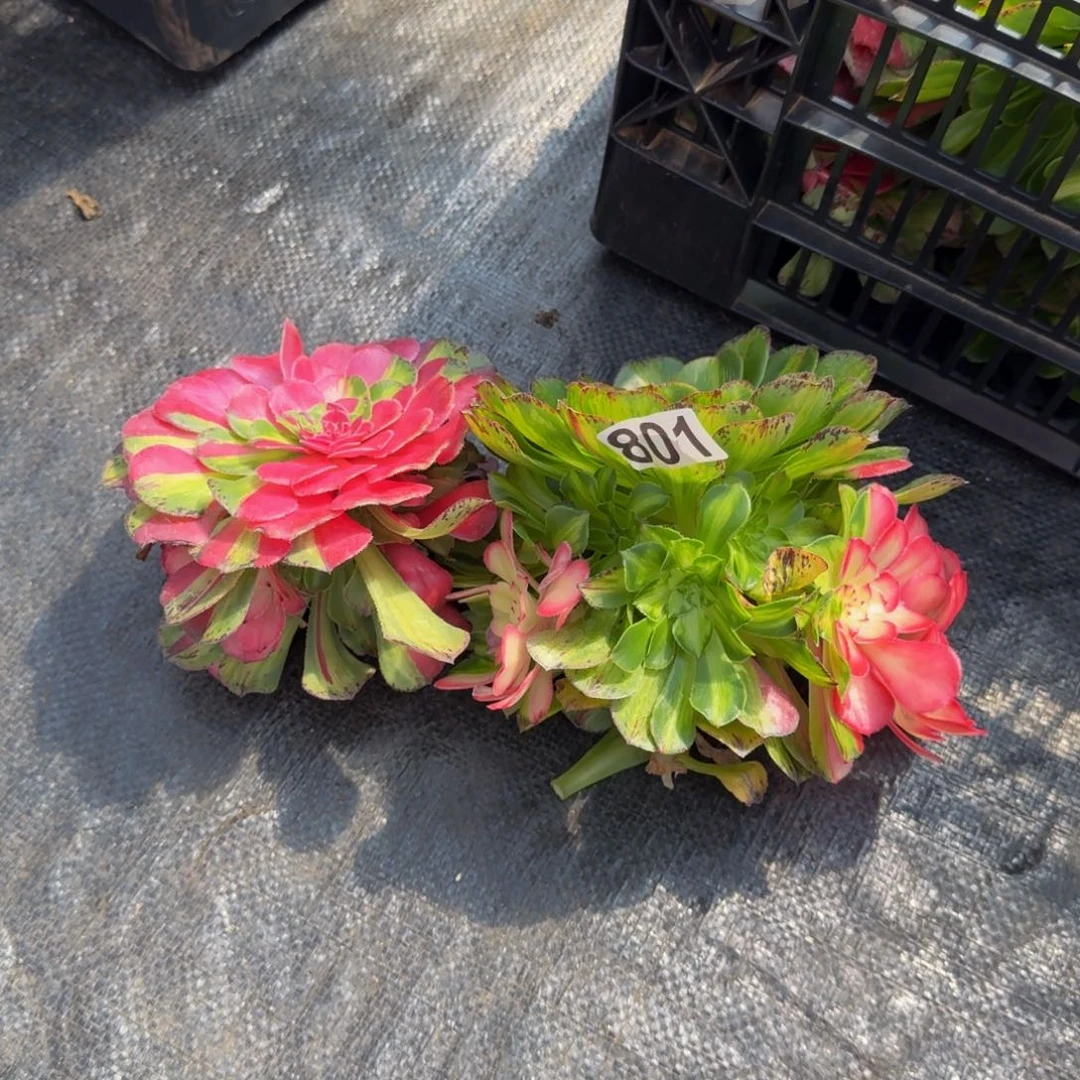 801多肉植物知否两颗无根