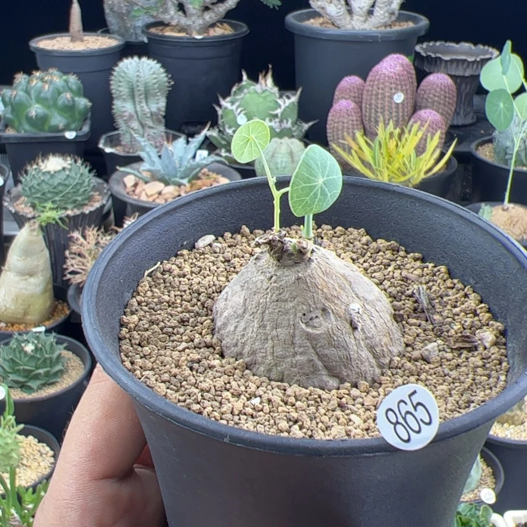 素可泰4.1一物一拍