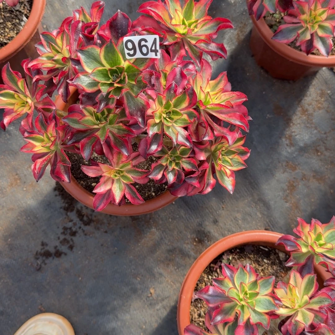 双***子964多肉植物魅影多肉