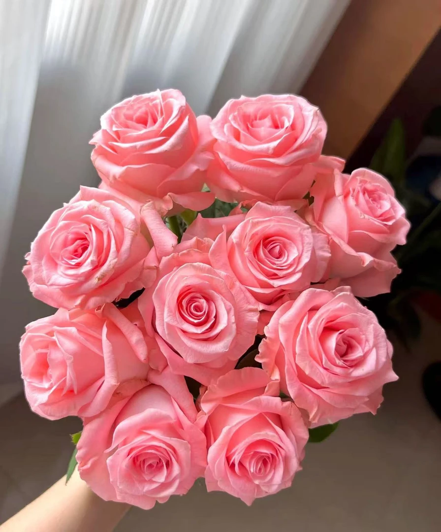 【顺丰包邮】戴安娜玫瑰  云南鲜花基地批发直播家用办公室插花