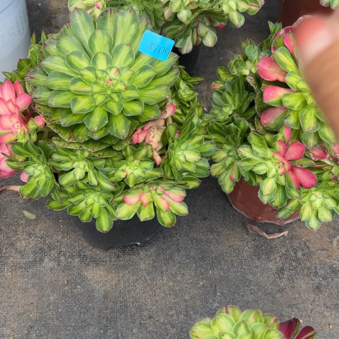 ?*行4709知否多肉无根多肉