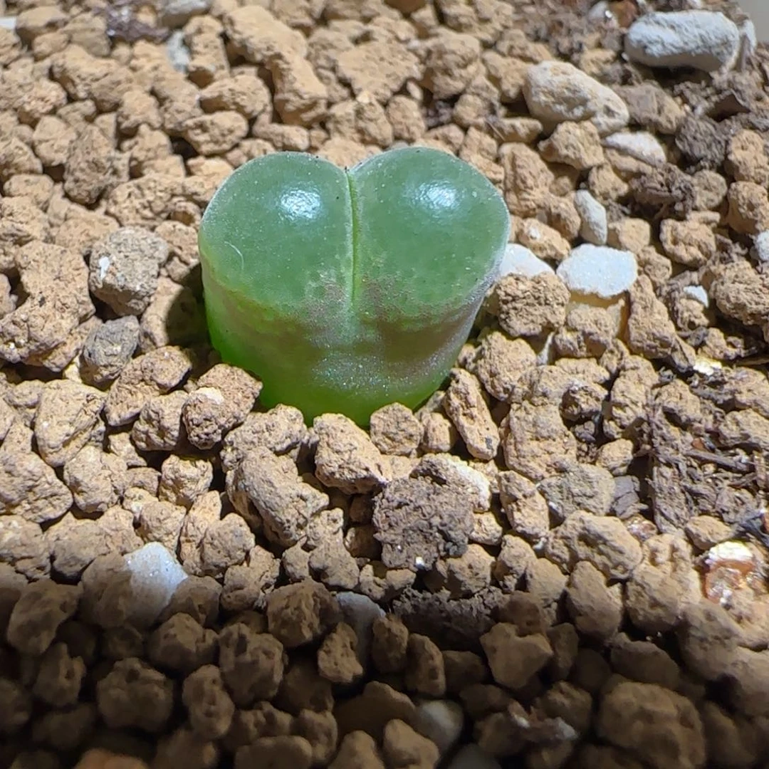 肉锥多肉植物组合-胖虎821