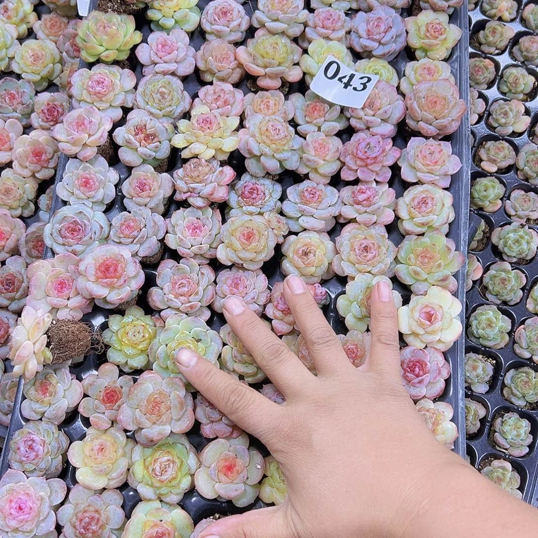 阿***力043一物一拍105颗精品冰魄