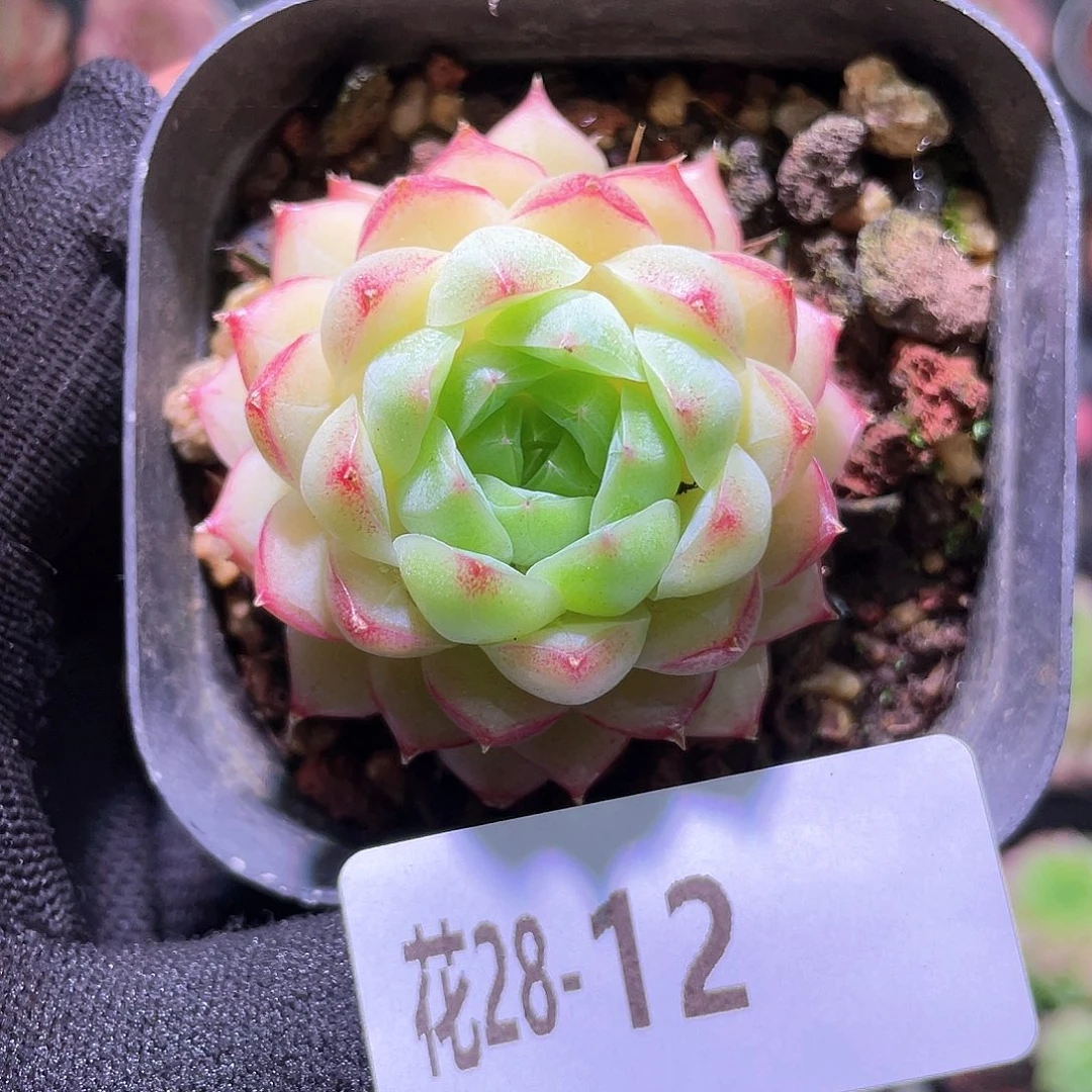 花利美28-12女王玫瑰