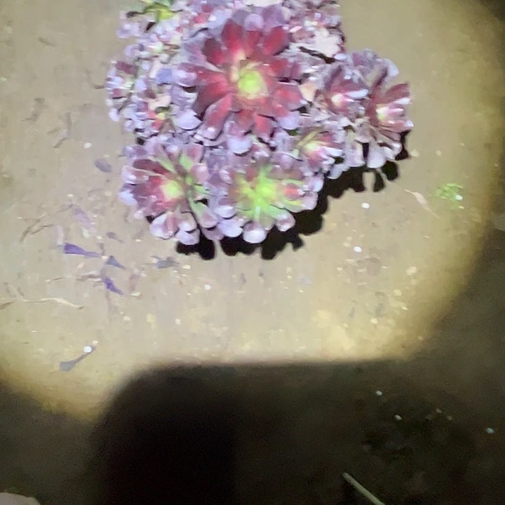 爱****靖多肉法师植物链接39