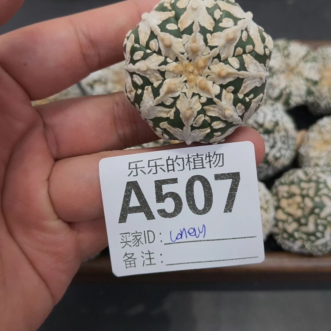 l***.V 兜哈哈哈哈l专享