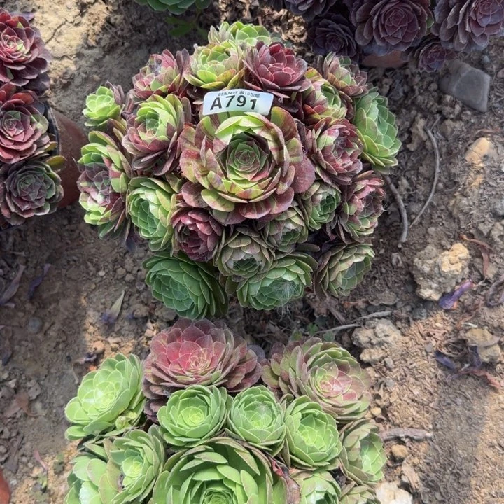 791花月夜 多肉植物