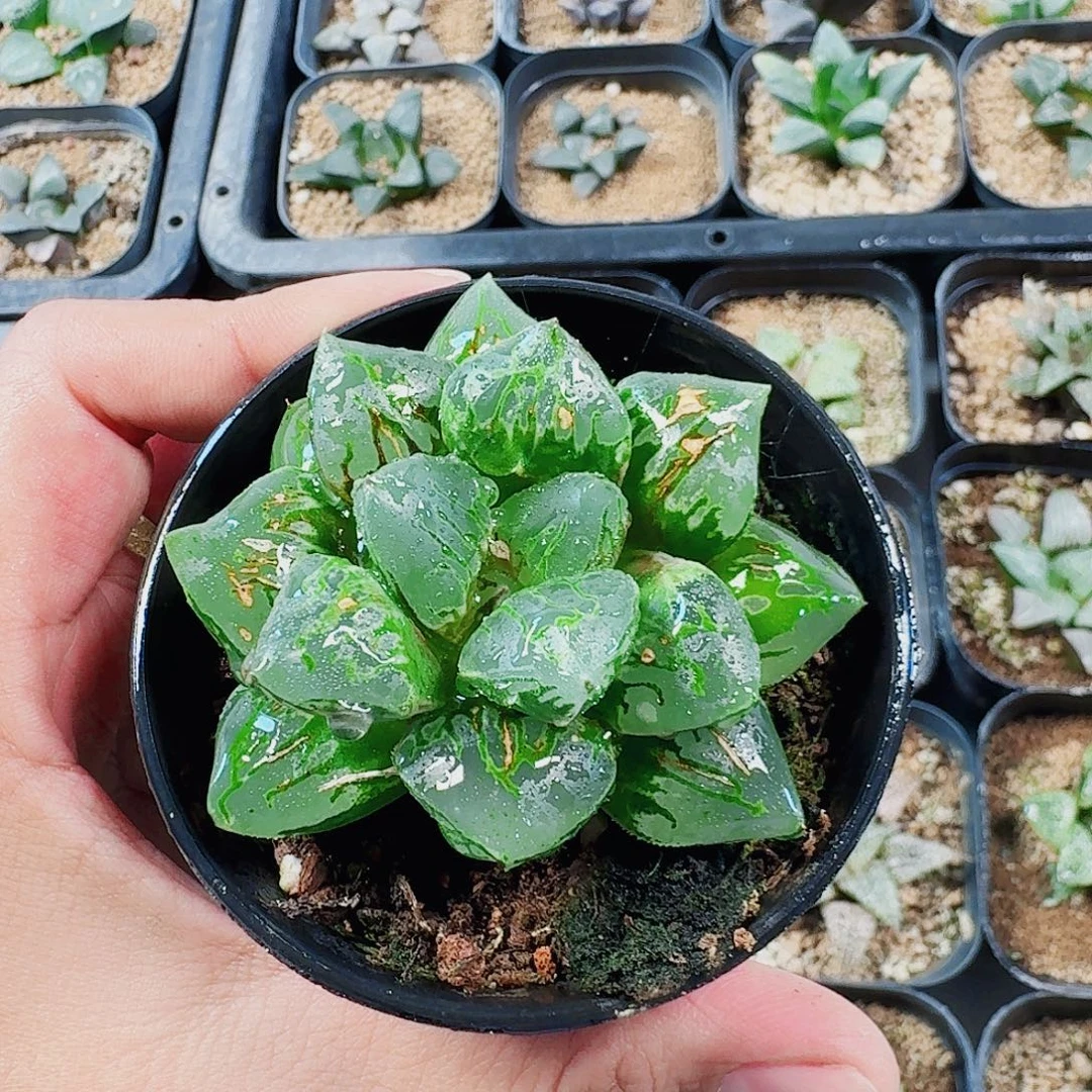 十二卷绿焰福利福利