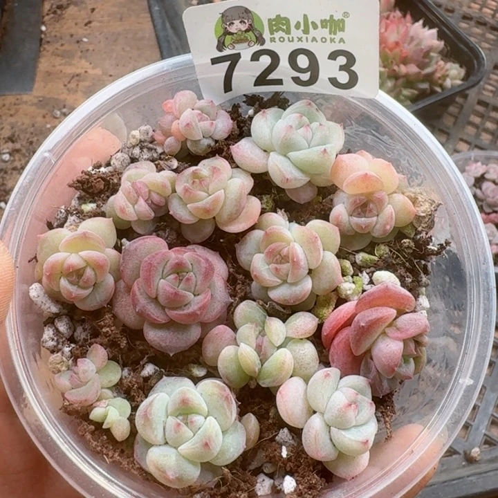 多肉植物多肉植物