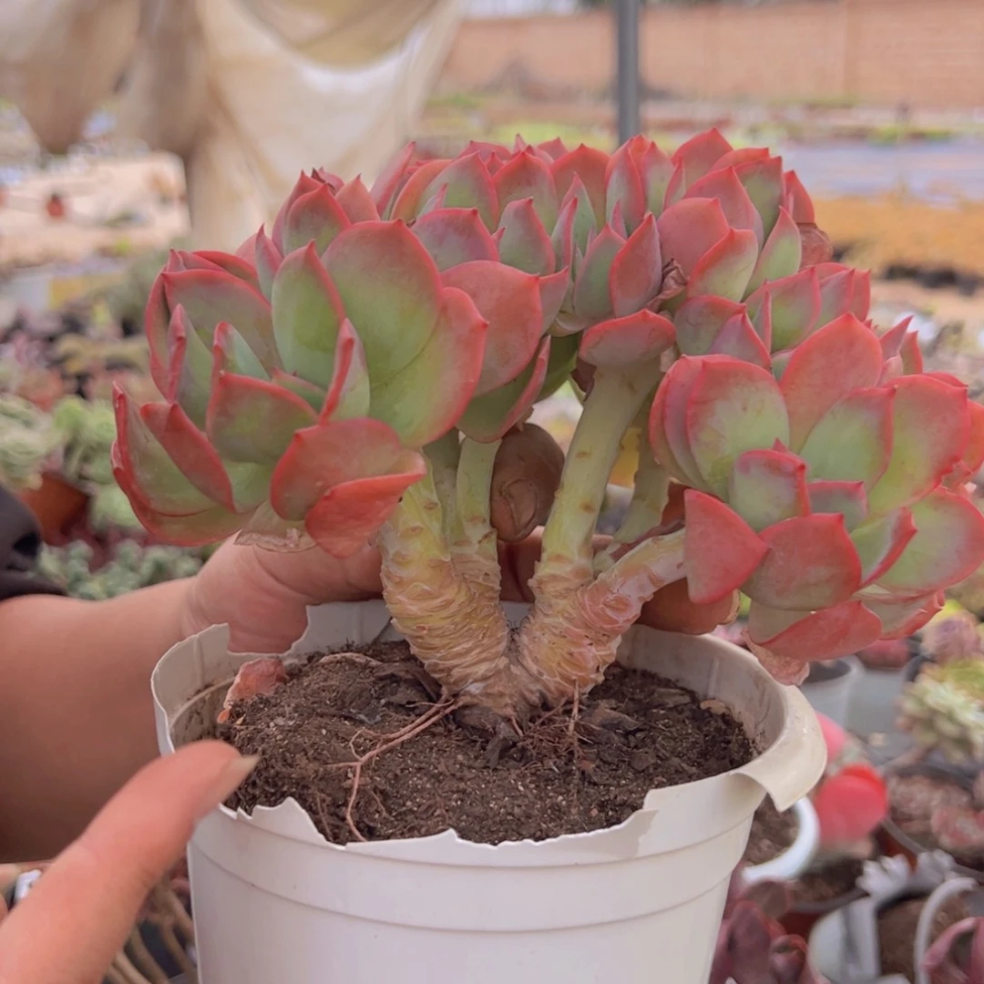 绮罗仙子多多缀化