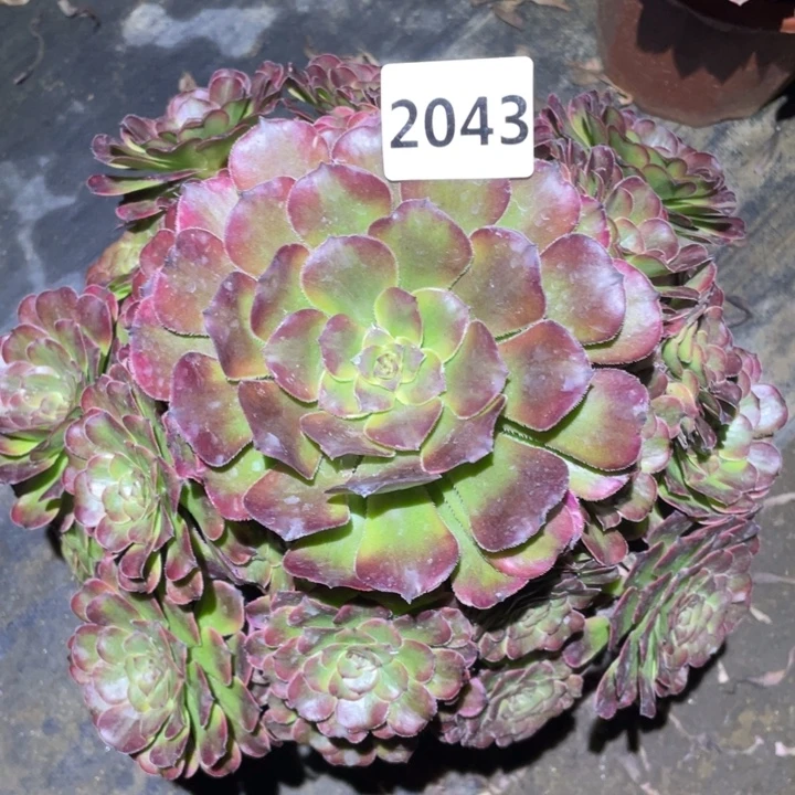 月蝉2043号多肉植物