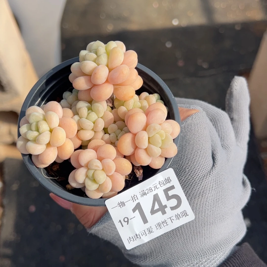 洛可可多肉多肉多肉多肉