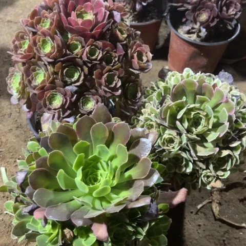785多肉植物组合