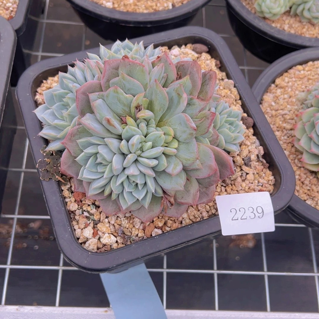 意****发2239肉肉肉肉肉