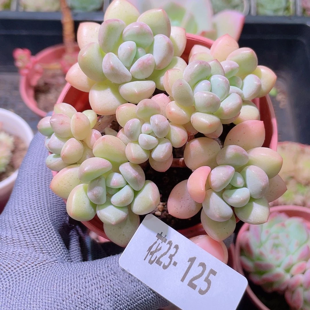 花利美23-125泡泡糖