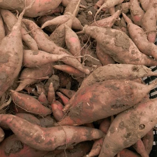 当前无花栽培后可以开花烟薯5斤（不分大小果）