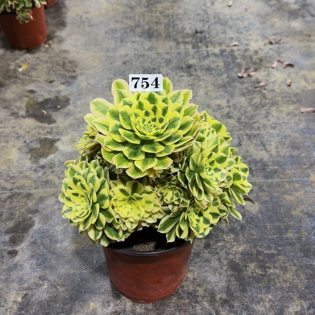 0000754迈巴赫有旧疤多肉植物