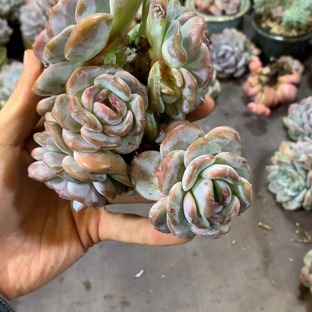 缀哈哈哈哈哈哈哈哈