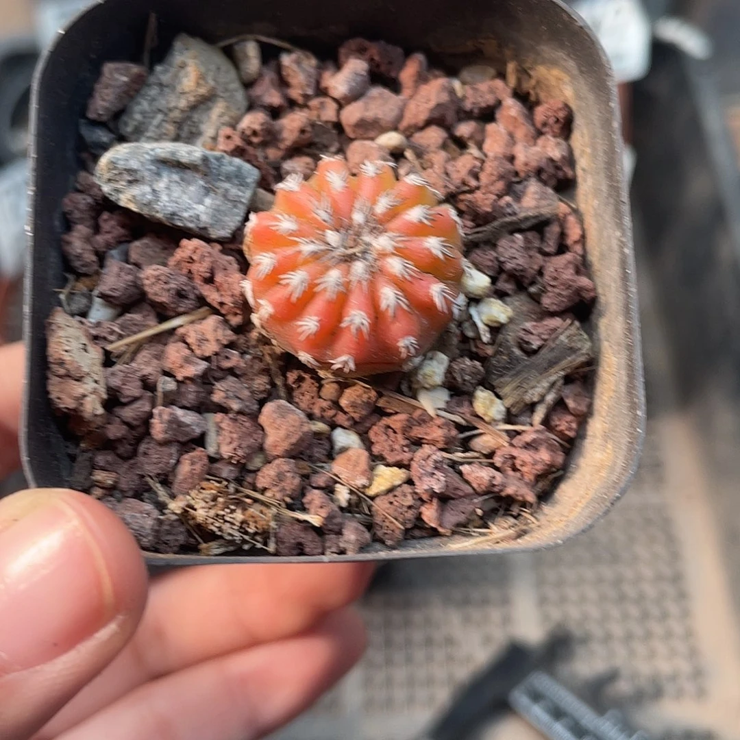 783奇特球锦仙人球