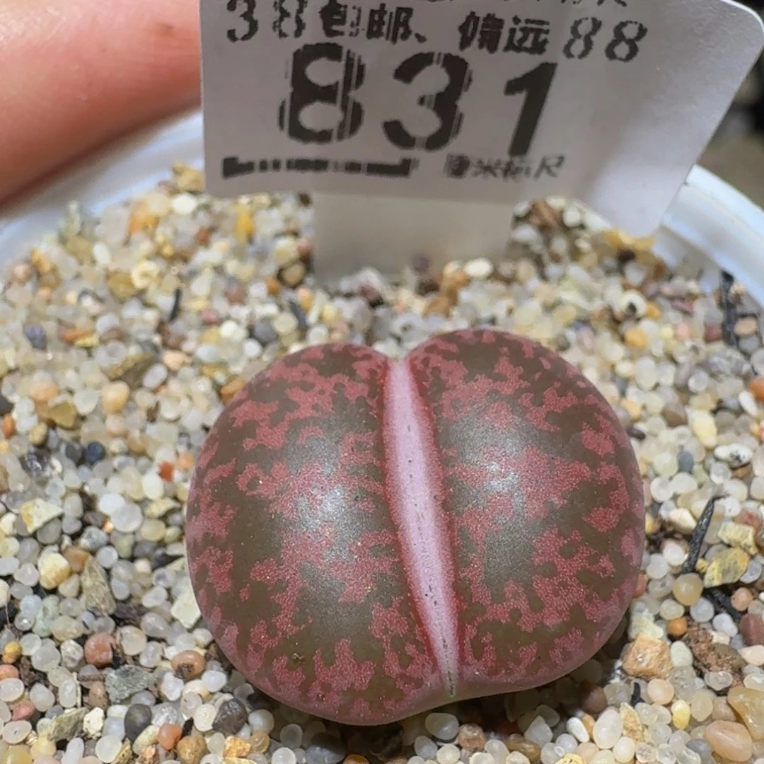 Ssss精品生石花831
