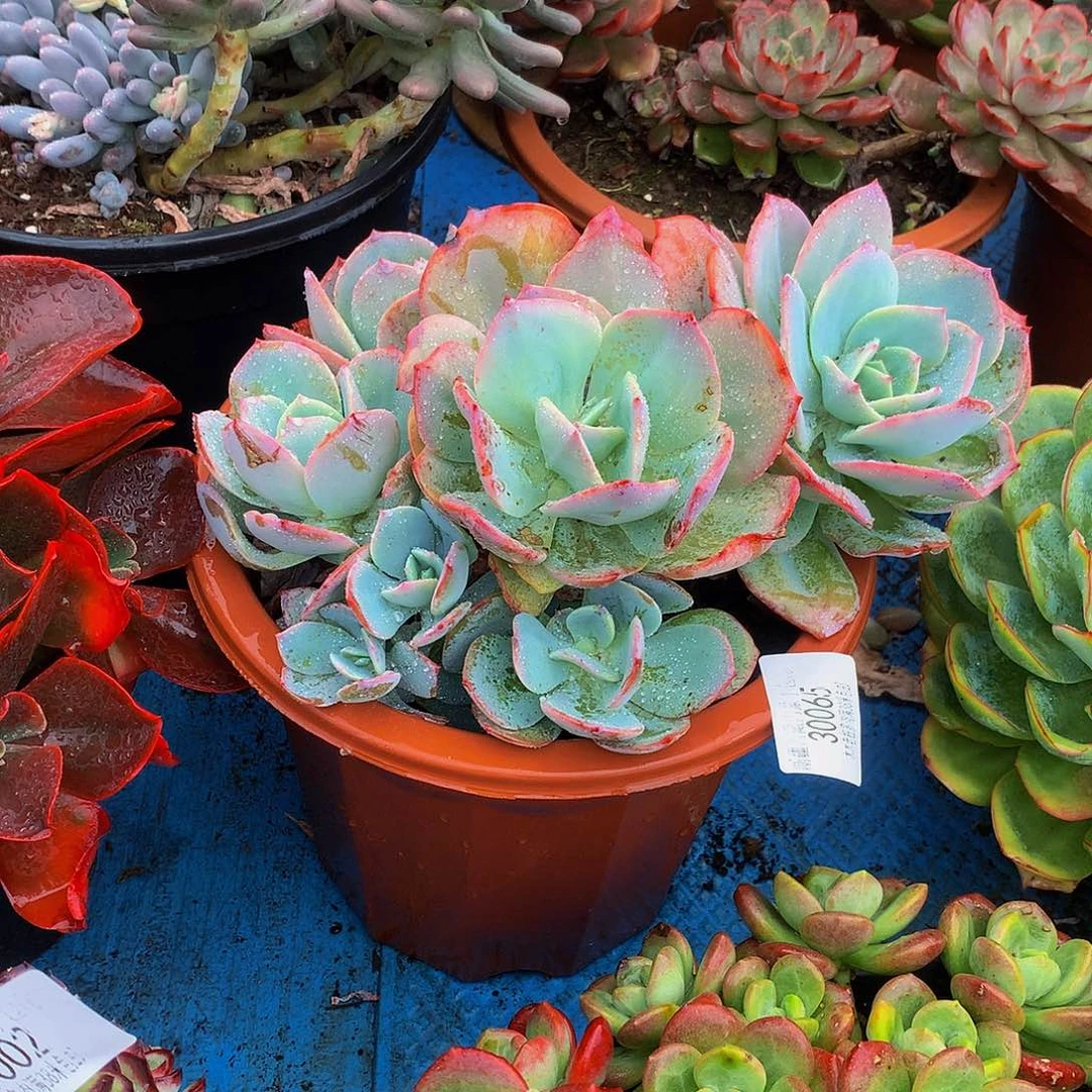 韶***逝      血凤多肉30065