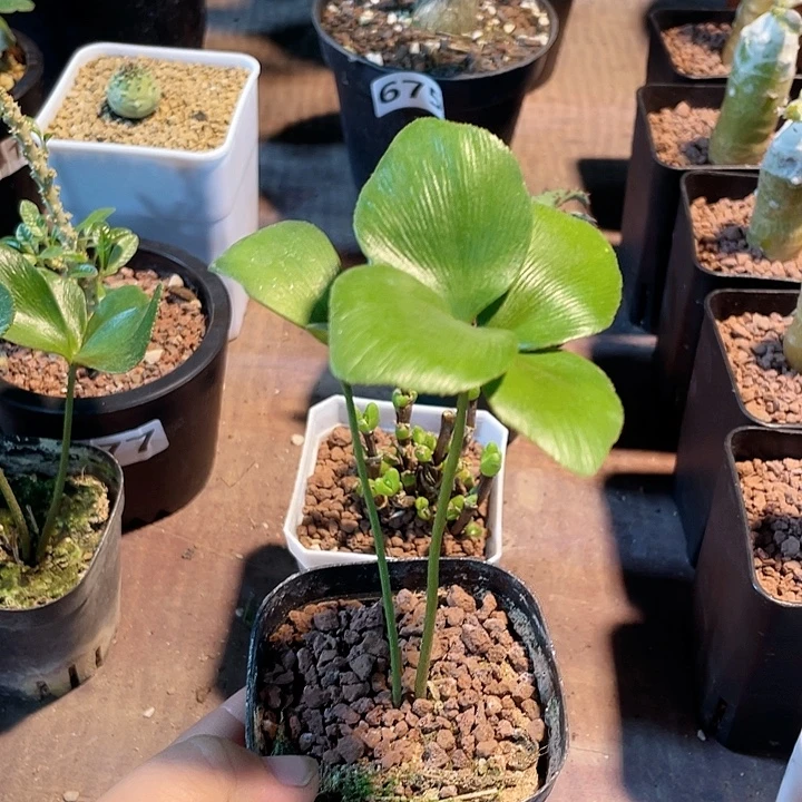 624墨西哥铁树块根