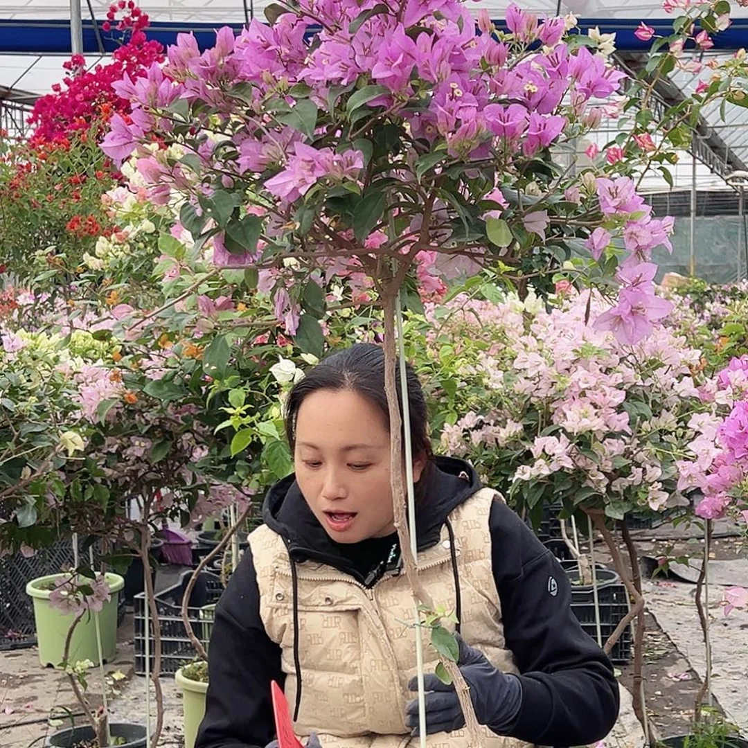 小***花大部分花苞少量开放M36巴西紫