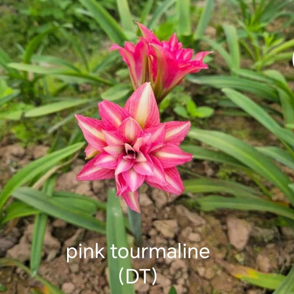 朱顶红【Pink Tourmalin DT】2.1cm越朱高品，只包对版，不包后期养护