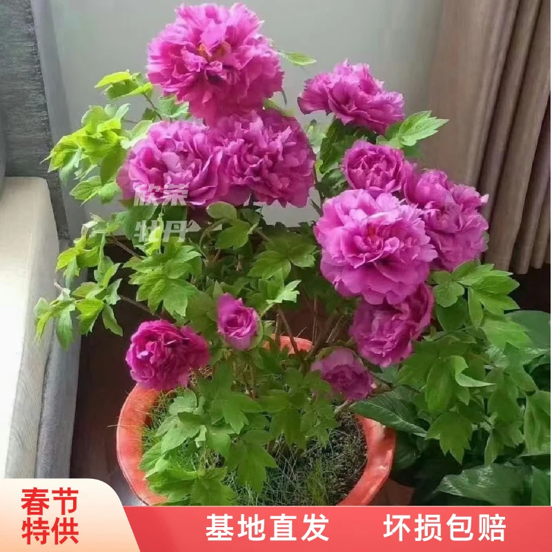 【年宵花牡丹】牡丹盆栽过年开花催花牡丹鲜花带盆发货菏泽基地直发