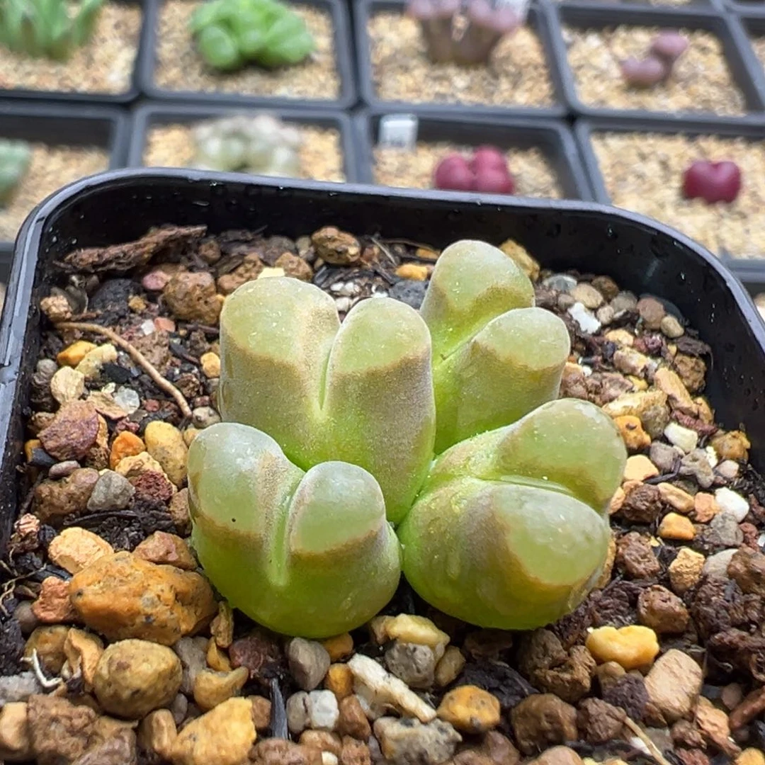 10-48   磁铁群一棵