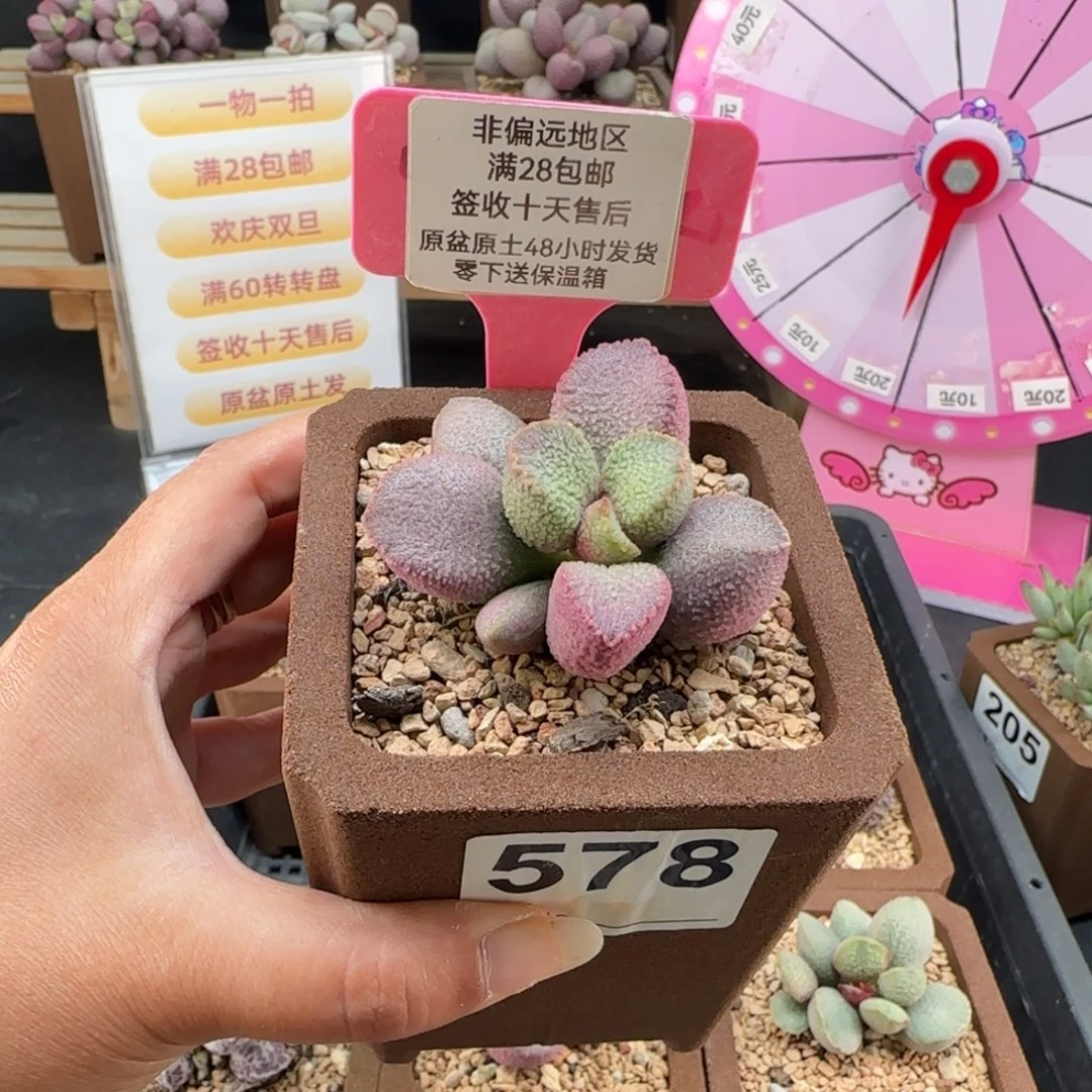 578赛猪肝多肉植物