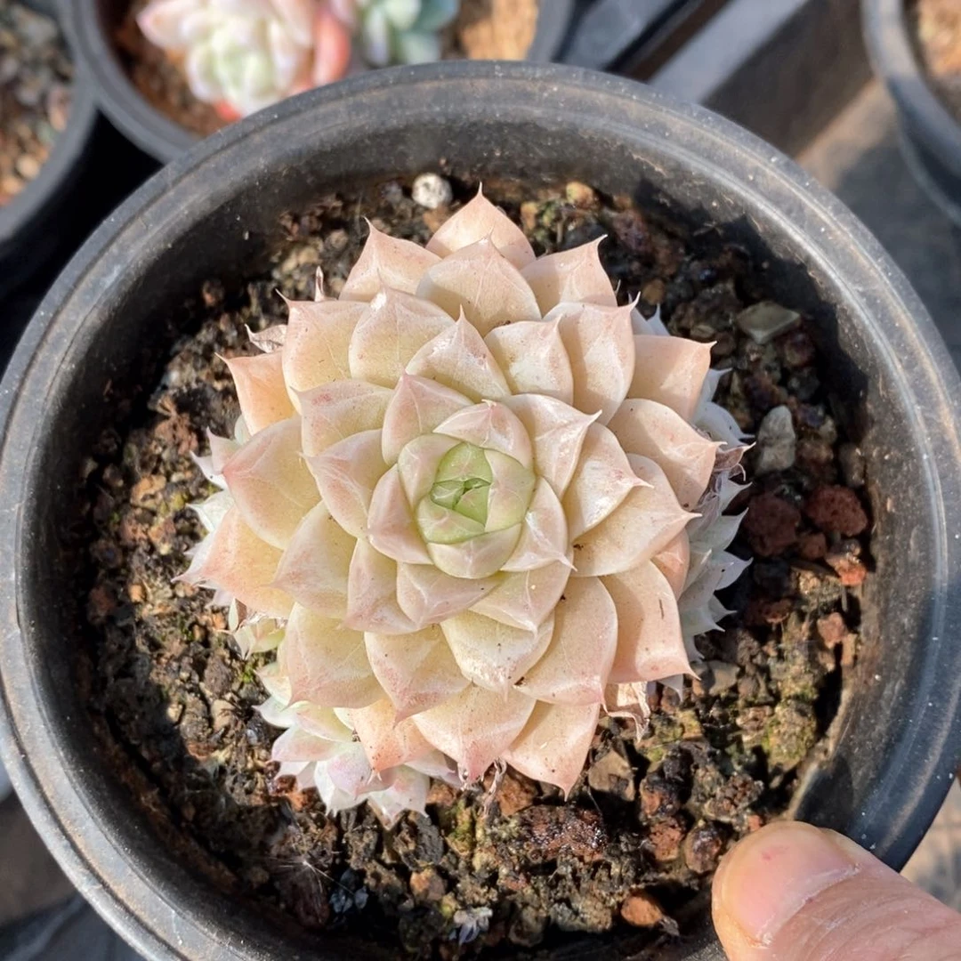 精品多肉一物一拍不包整311