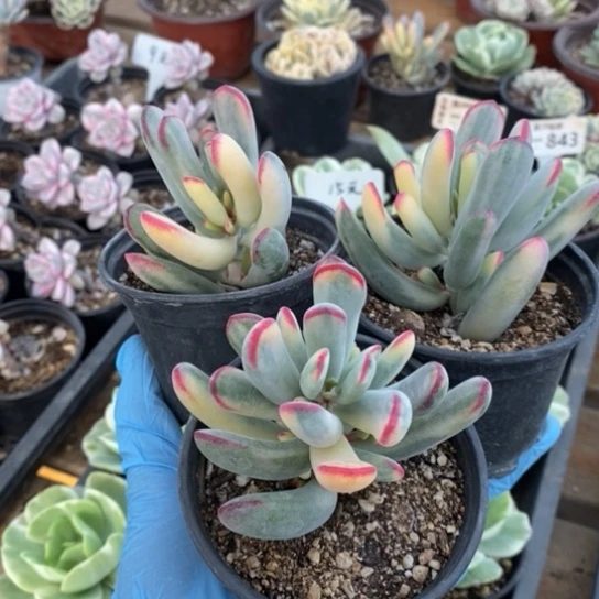 801一一一一一一一一一