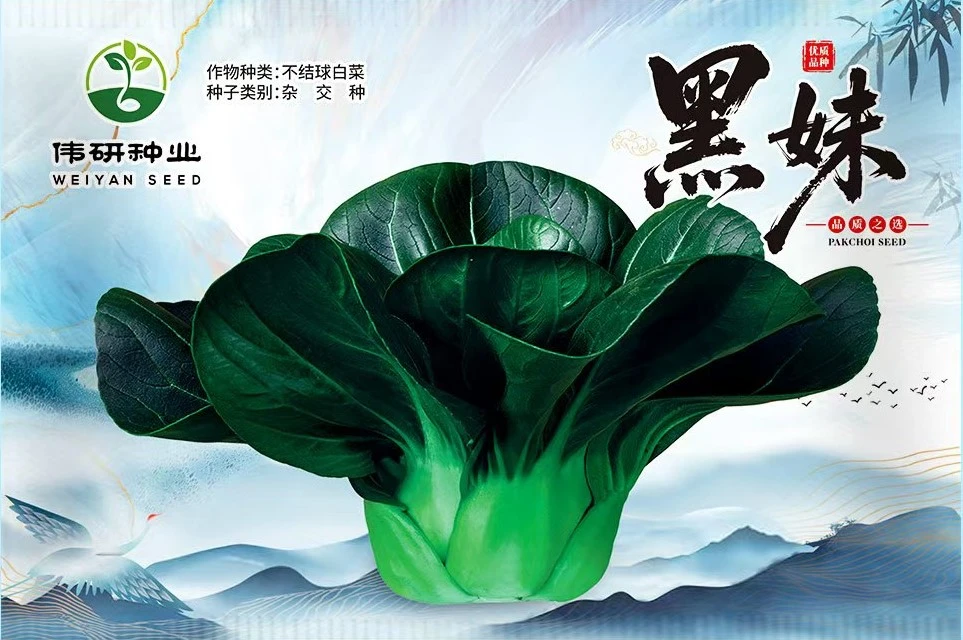 （现货）黑妹种子苏州青太湖菜矮脚黑菜种子四季农家自种青菜种植