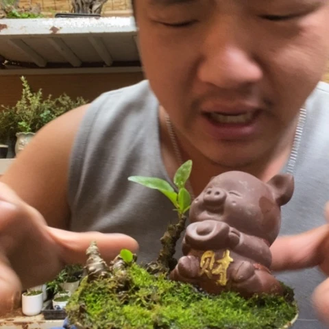 红陶一物一拍所见即所得161