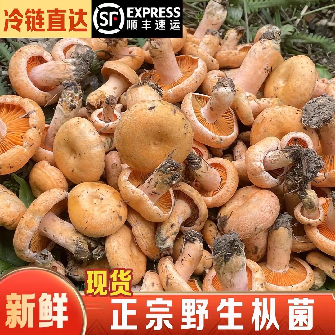 小号菌子精品  新鲜枞树菌