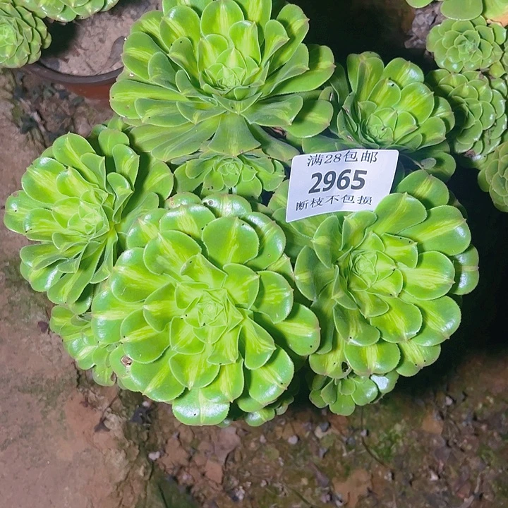 2965翡翠琉璃多肉