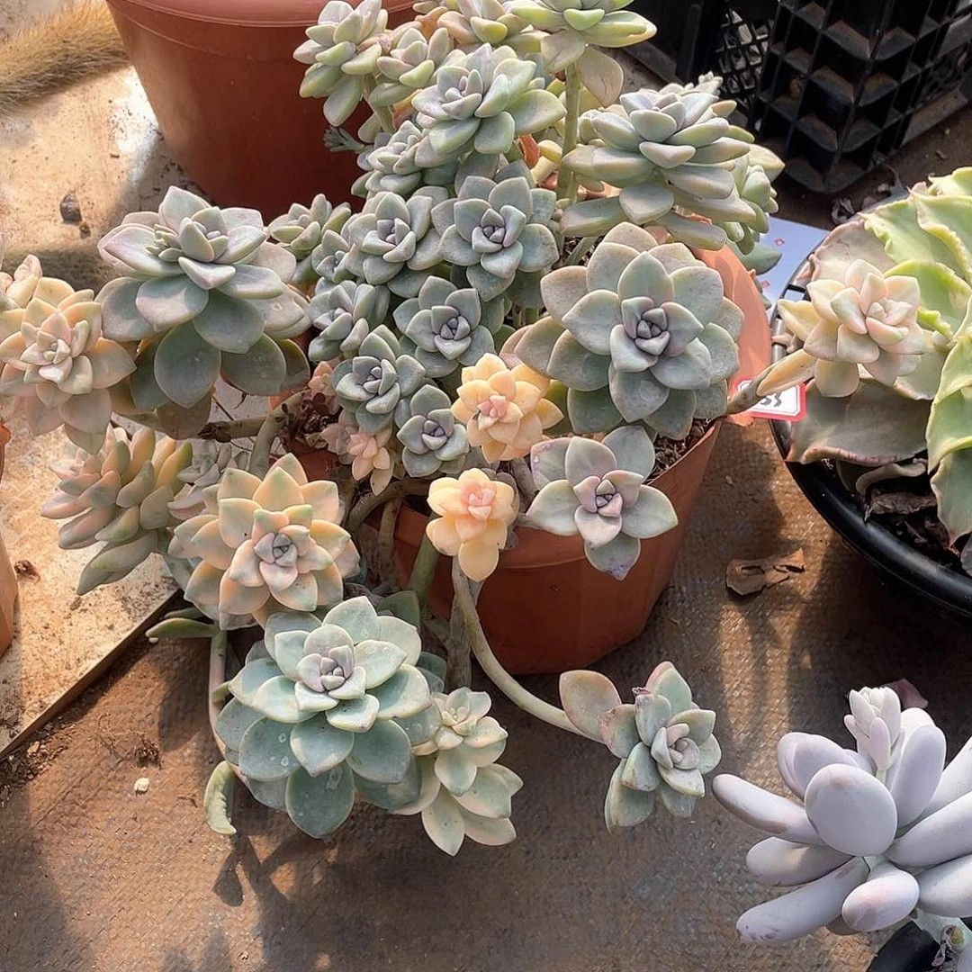 453杏美人 一物一拍多肉