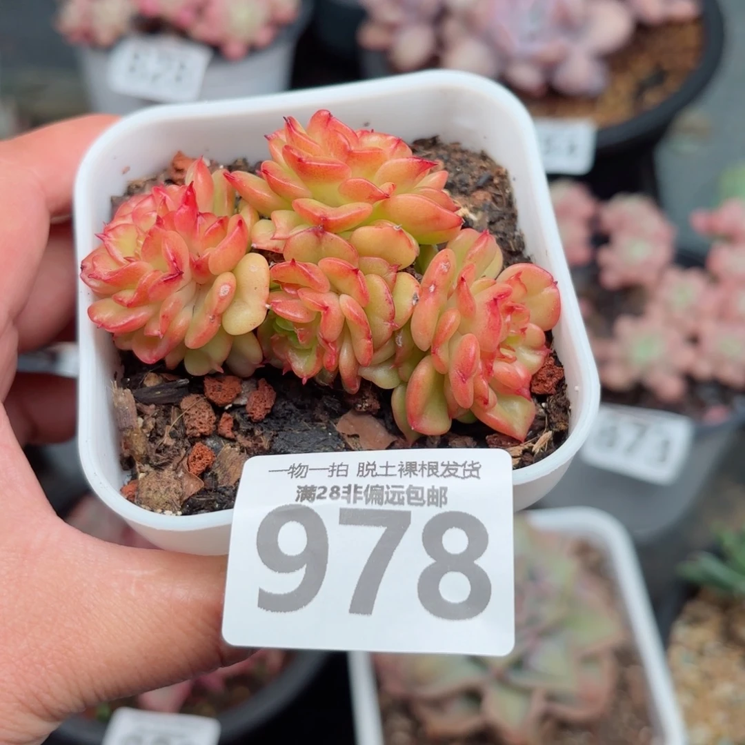 腊牡丹无盆土发货