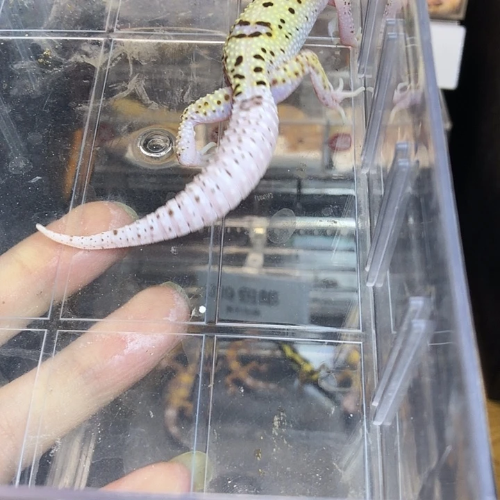 豹纹守宫9月5日大苗