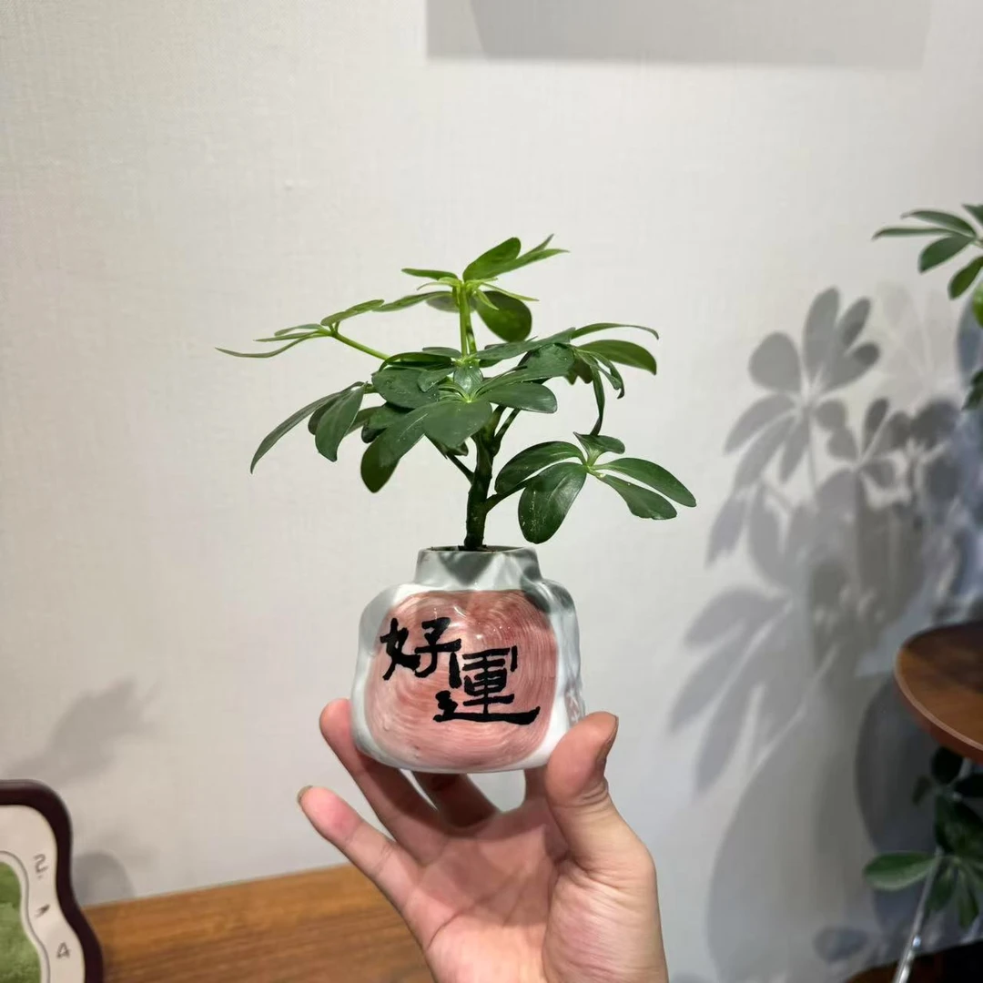 小鸭脚木好运盆室内好养